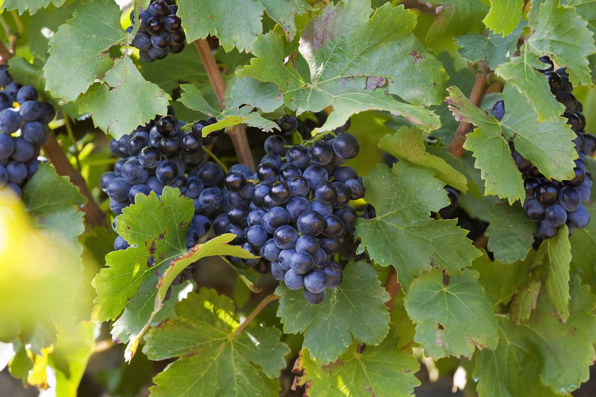 Grenache Grapes v Languedoc-Roussillon.