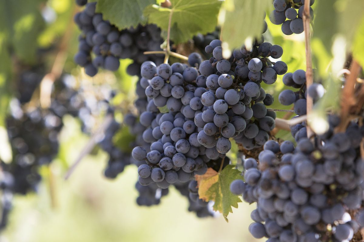 Malbeci viinamarjad Argentiinas Mendozas asuvas viinamarjaistanduses