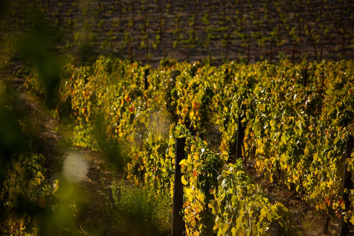 Tinta Roriz druvor, vingårdar i Duoro Valley och floden, Portugal världsarvslista