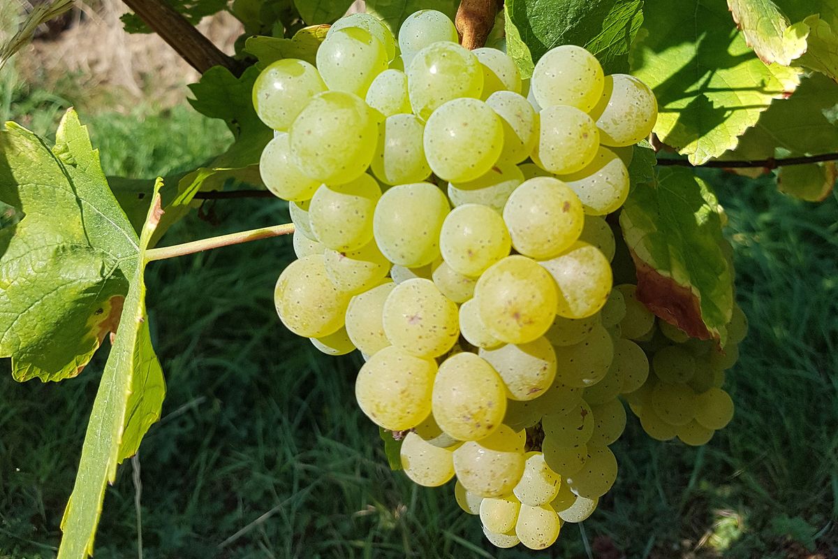 Per què Sylvaner hauria de ser el vostre nou vi d’estiu
