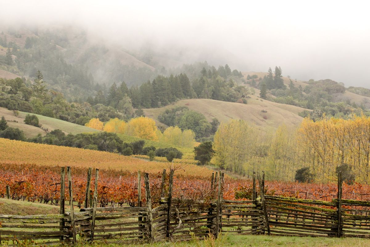 Szőlőskert ősszel a Mendocino megyei Anderson-völgyben / Getty