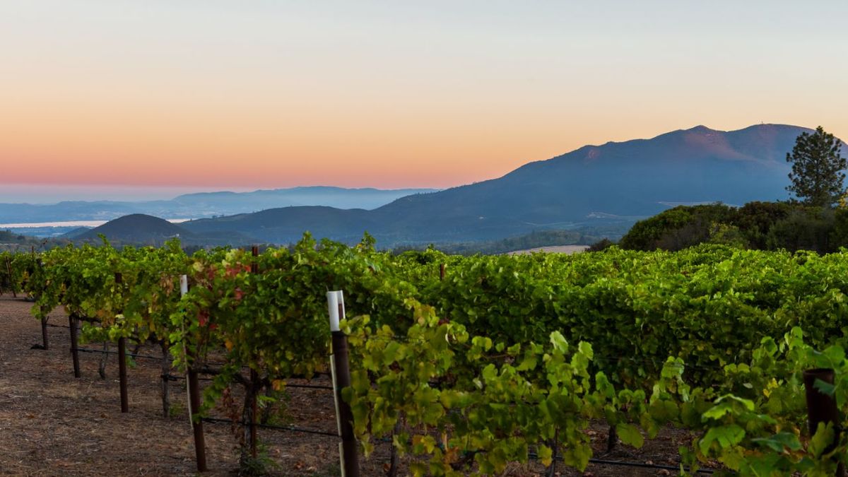 Una guida per principianti ai vini di Mendocino e Lake County