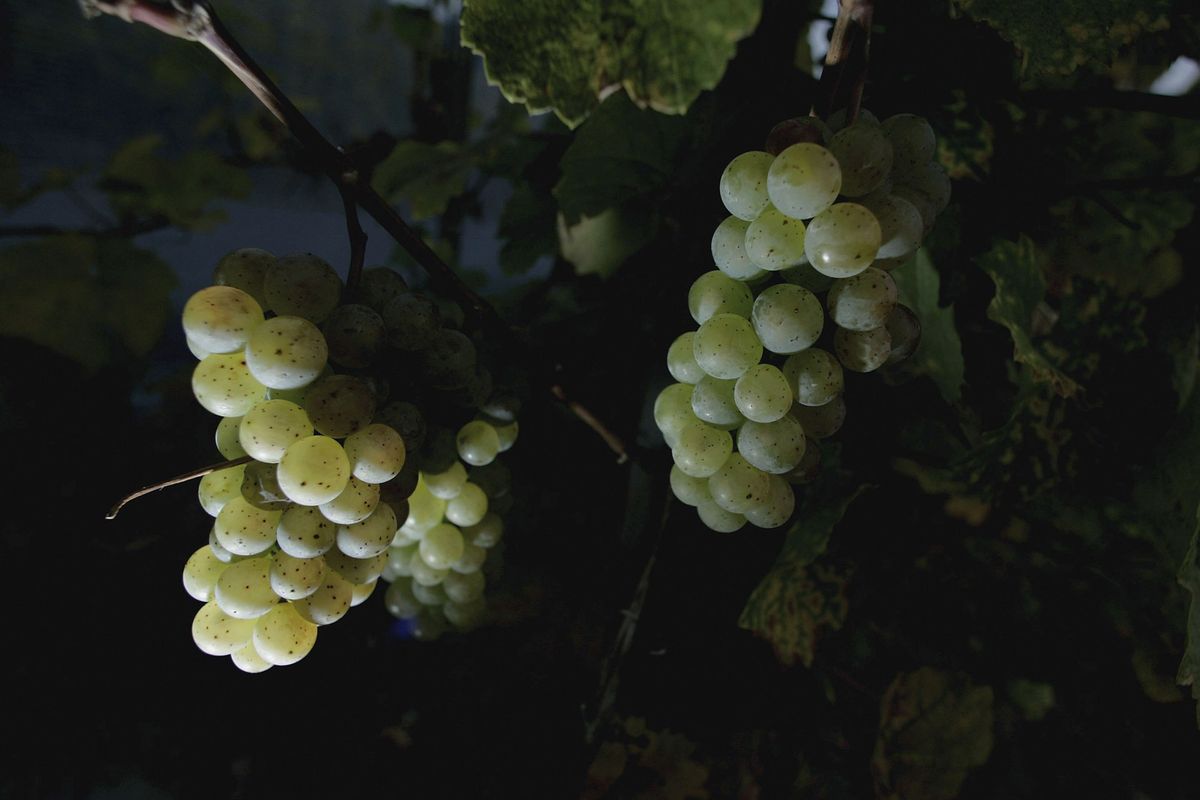 Riesling após escurecer / Getty