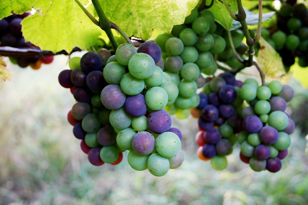 Grozdje Blaufränkisch v vinogradu / Getty