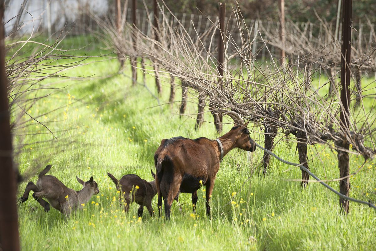 Eine Ziegenmutter mit ihren Kindern in einem kargen Weinberg / Foto von Nathaniel Frey