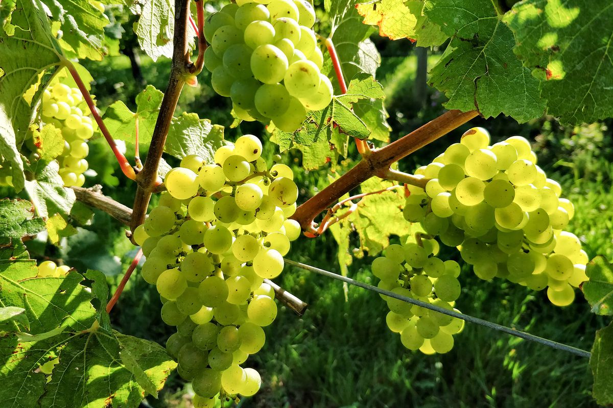 Uvas en un viñedo justo antes de la cosecha.