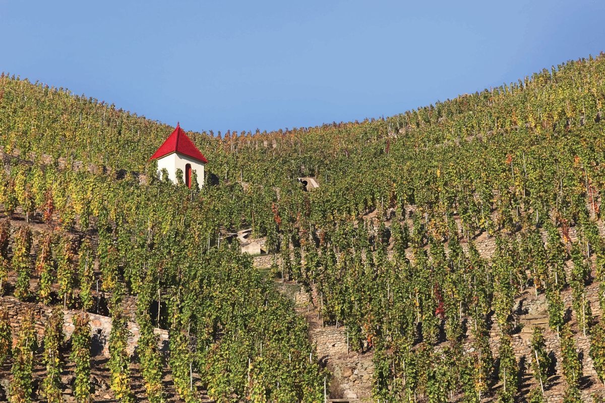 Viinitarhat jyrkillä rinteillä Côte-Rôtiessä