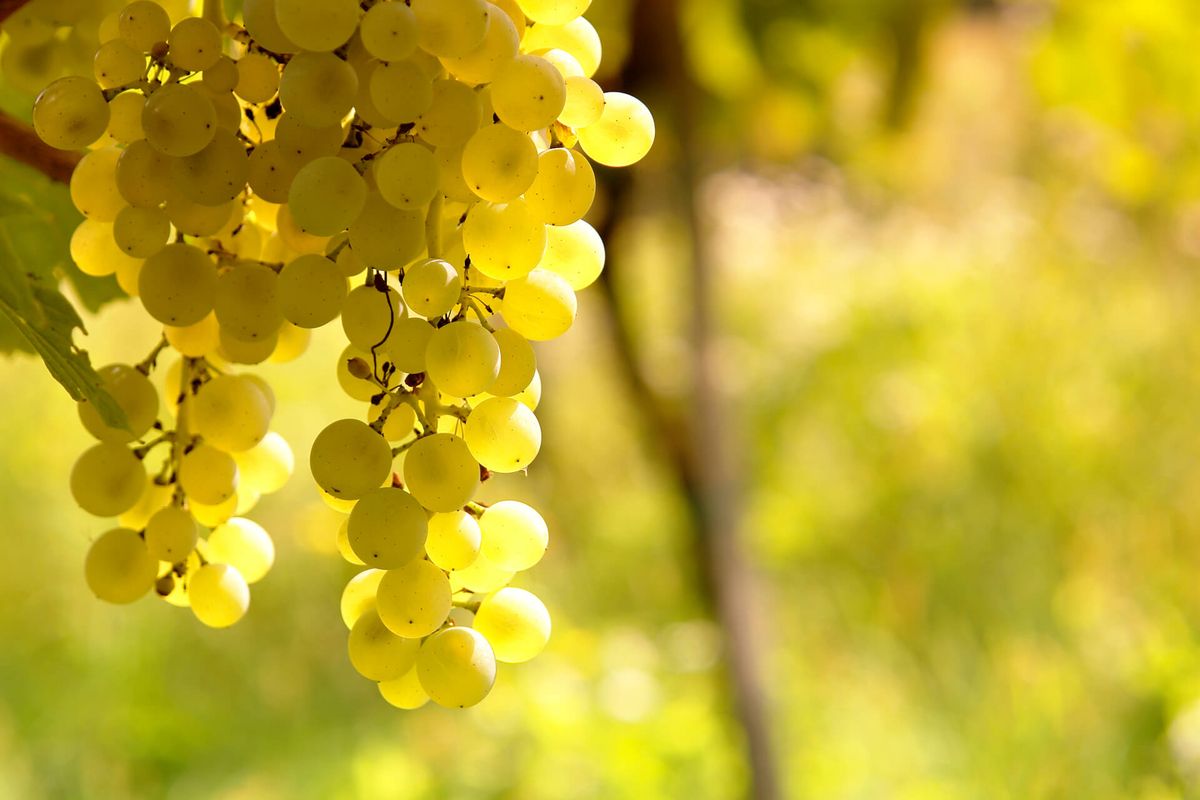 Un racimo de uvas Sauvignon Blanc maduras, con el sol a contraluz
