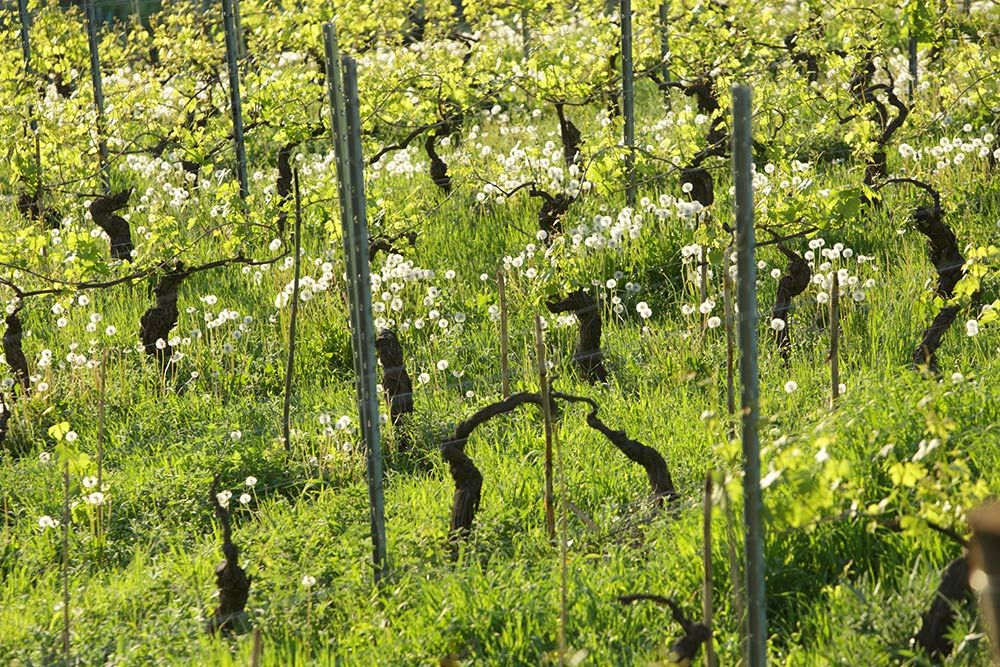 Alkuperäinen kasvisto kasvaa viiniköynnösten joukossa Roagnassa / Photo courtesy Roagna
