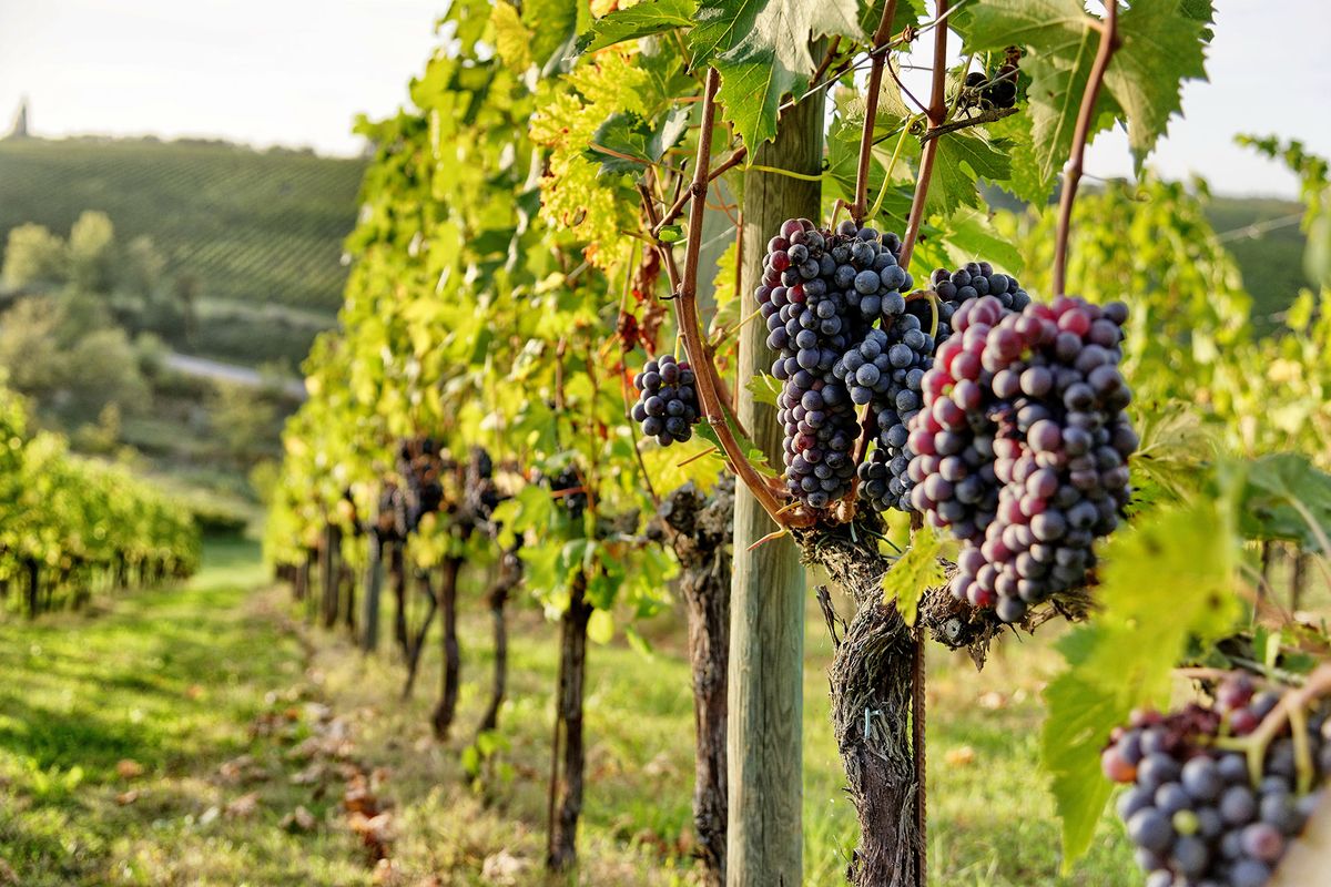 Un exuberante viñedo de uva con racimos de uva morada madura en primer plano