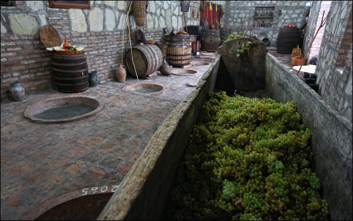 จอร์เจีย qvevri ถูกฝังไว้อย่างสมบูรณ์พร้อมกับองุ่น Rkatsiteli ที่กำหนดไว้สำหรับการหมัก / ไวน์มารยาทของจอร์เจีย