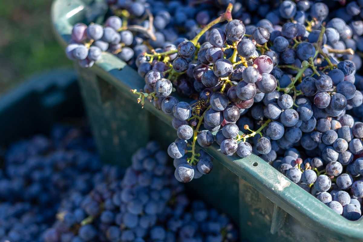 Uvas de vid azul Cabernet Franc en cajas en la temporada de cosecha.
