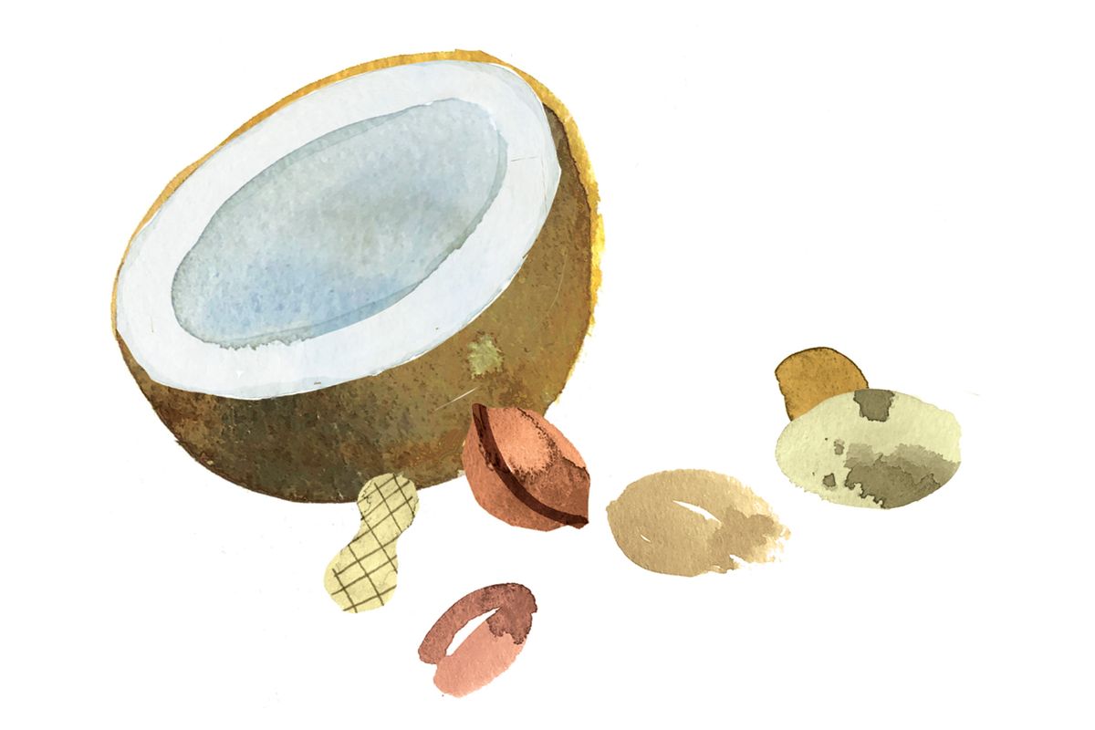 Illustration von Kokosnüssen