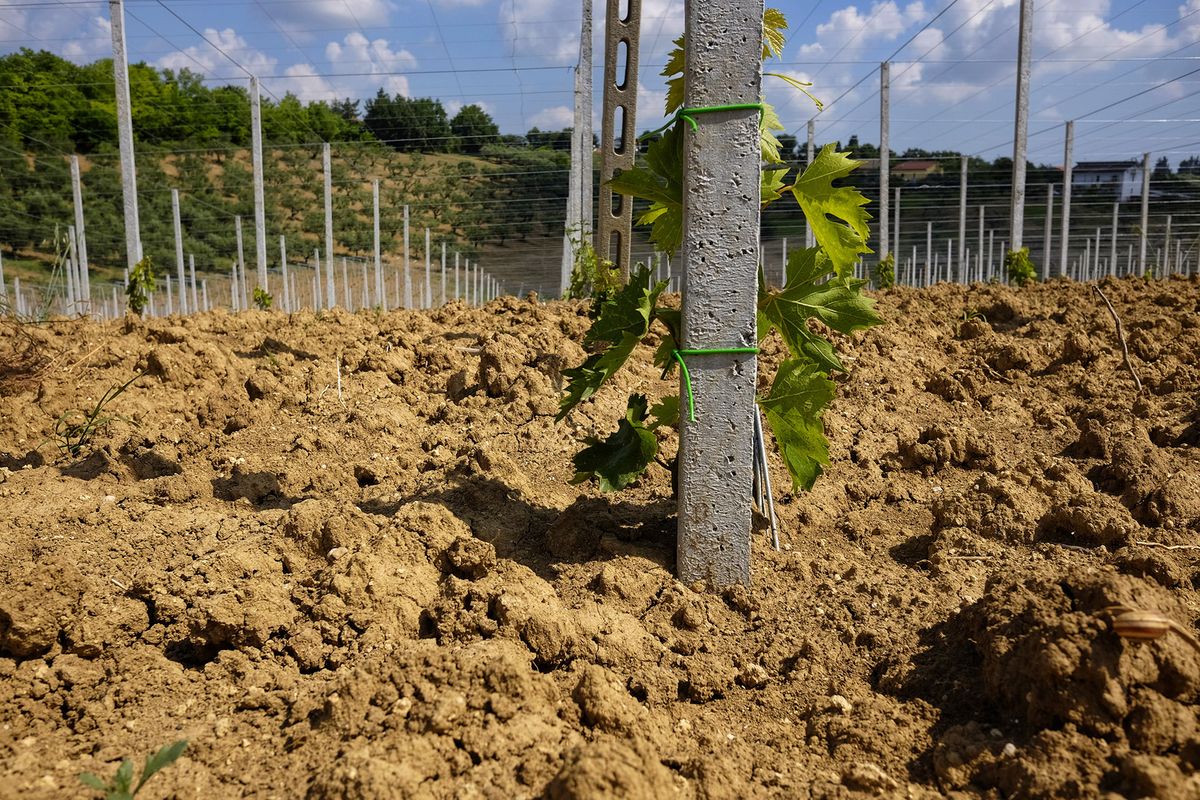 viñedo recién plantado en Abruzzo