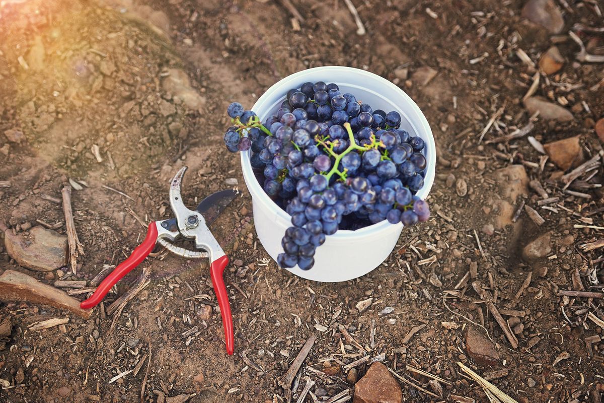 Foto de uvas moradas recién cortadas en el suelo