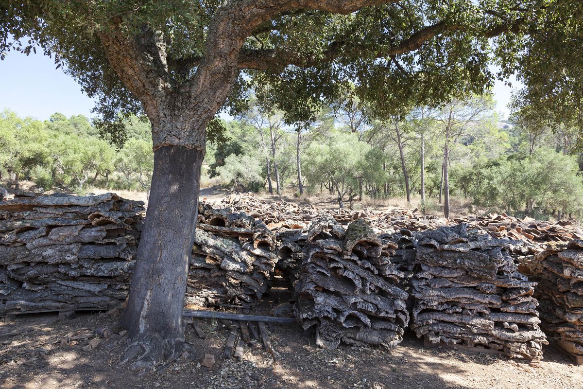 Korkeg og bunker af korkeg bjeffer i Los Alcornocales Natural Park, Cadiz, Andalusien, Spanien