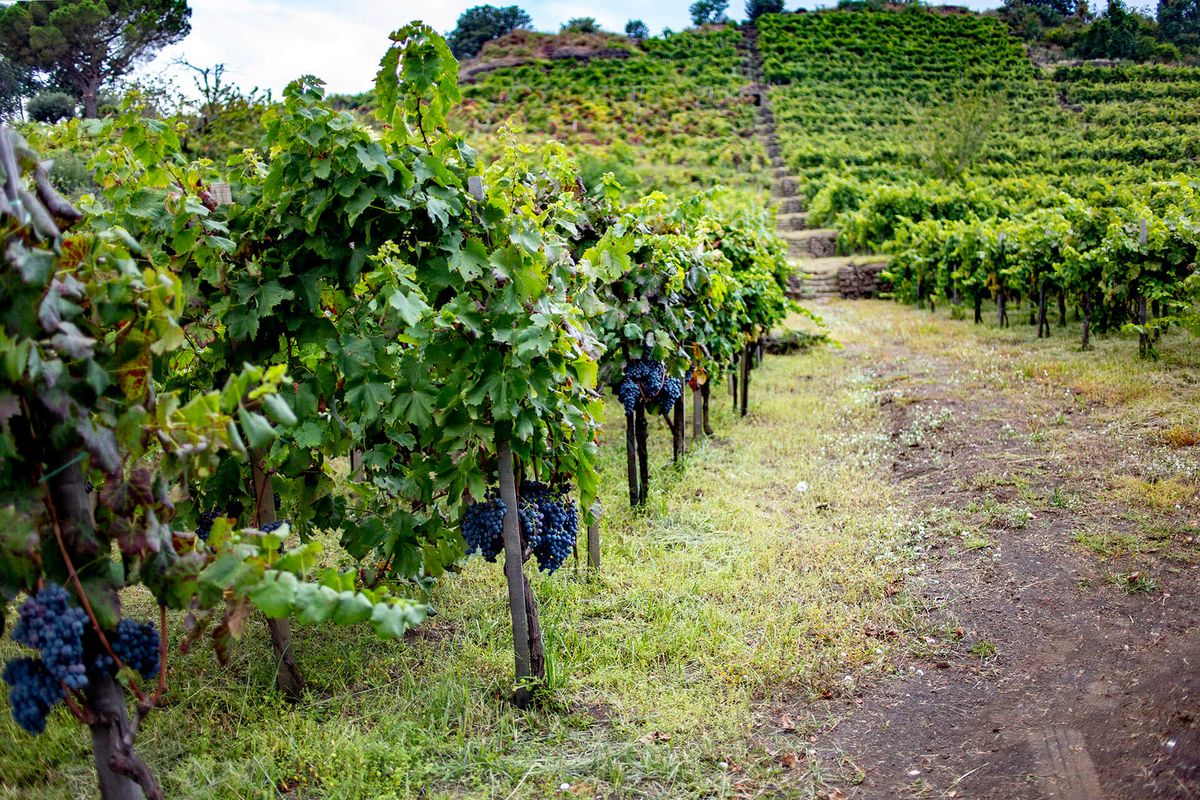 En nybörjarguide till Siciliens viner