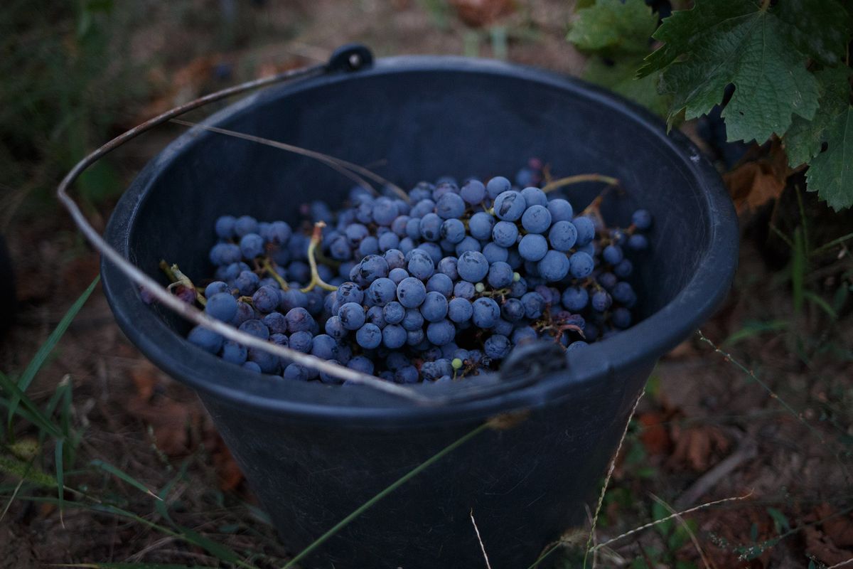 Pinor Noir vīna vīnogas spainī