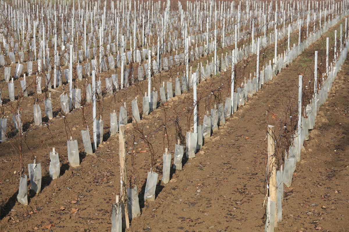 Neue Weinbergpflanzungen in Bordeaux