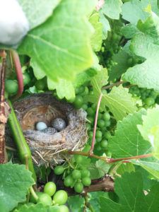 Ptičja jaja u gnijezdu u vinogradu
