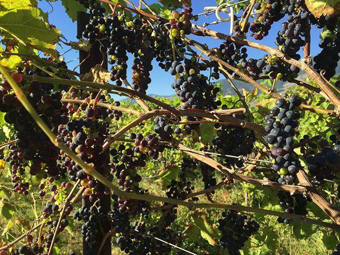 Tajanstveno grožđe u još uvijek neukroćenom vinogradu