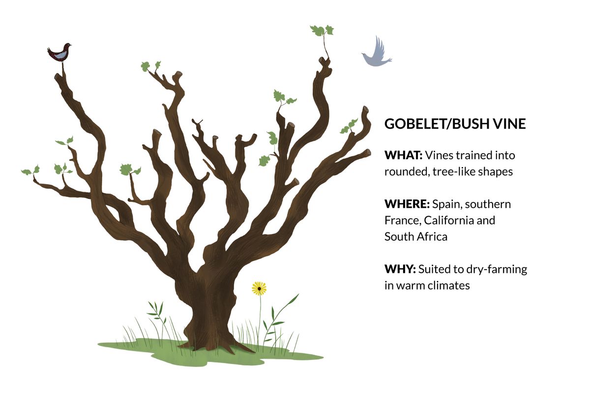 رسم توضيحي لشجرة كرمة الأدغال