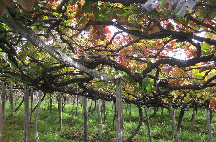Latada apmācīti vīnogulāji Madeira
