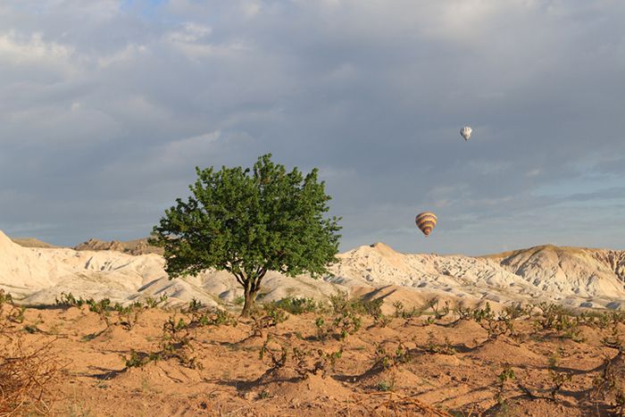 तुर्की के कपाडोसिया में गुब्बारों के नीचे दाख की बारी