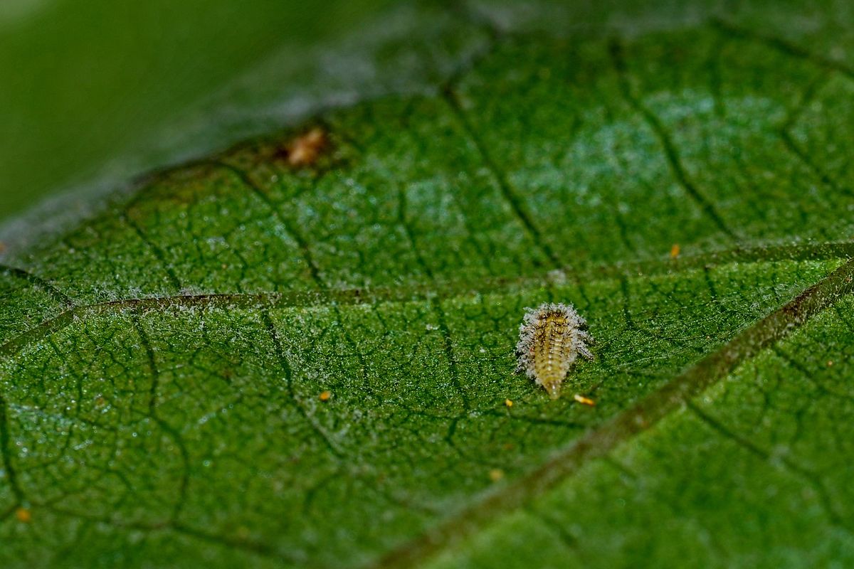 Close-up de un piojo de la filoxera sobre una hoja verde