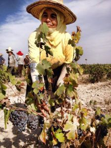 Marokon viinihistoriaan tutustuminen