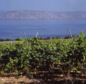 イスラエル、ガリラヤ湖の上のブドウ園/写真：Jon Millwood、Cephas