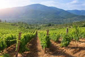 Popova Kula vingård i Makedonien, vinregion Demir Kapija / John Kellerman, Alamy