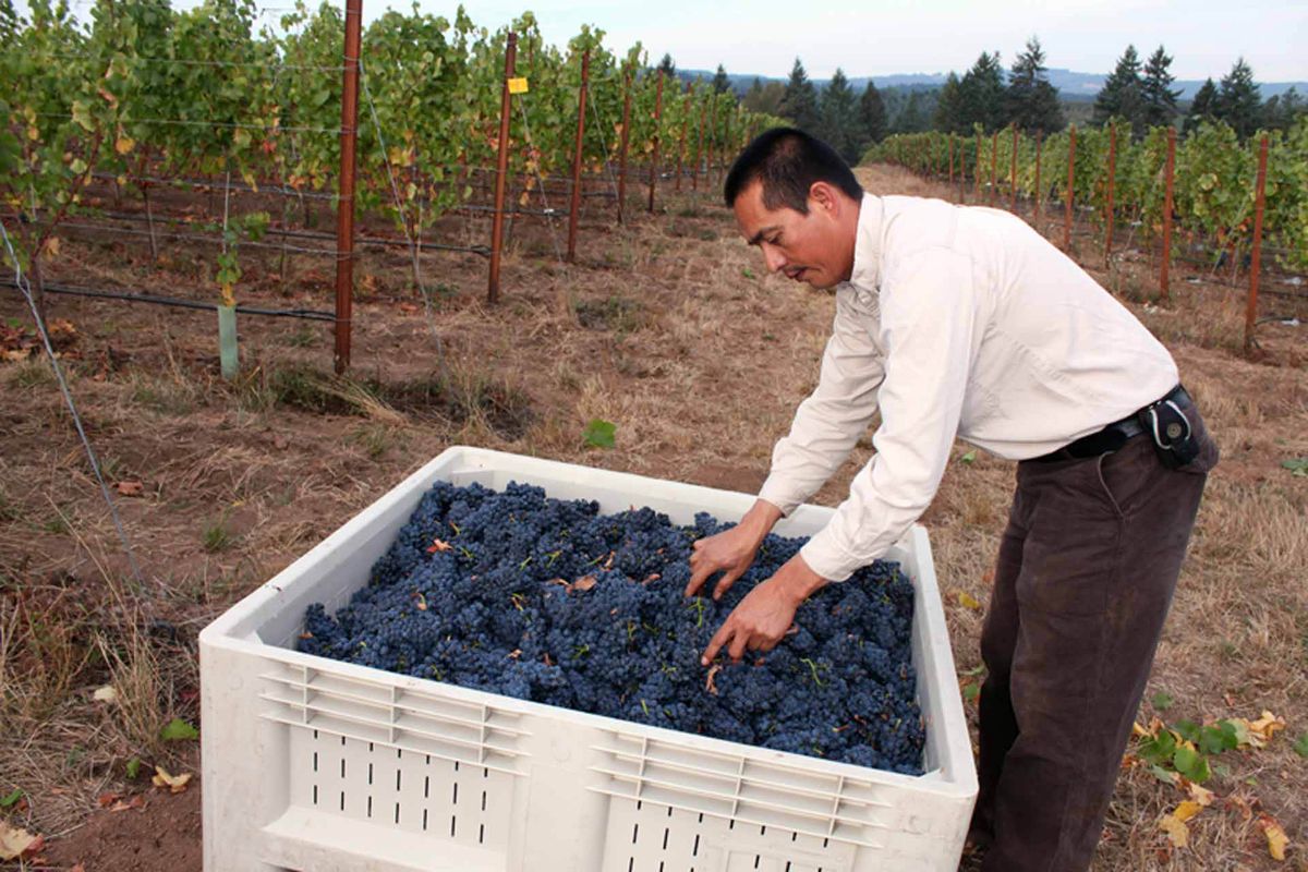 Miguel Ortiz, viinitarhojen johtaja, Ponzi Vineyards, tarkastaa rypäleen satoa