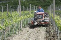 Itālija tagad ir pasaules lielākā vīna ražotāja