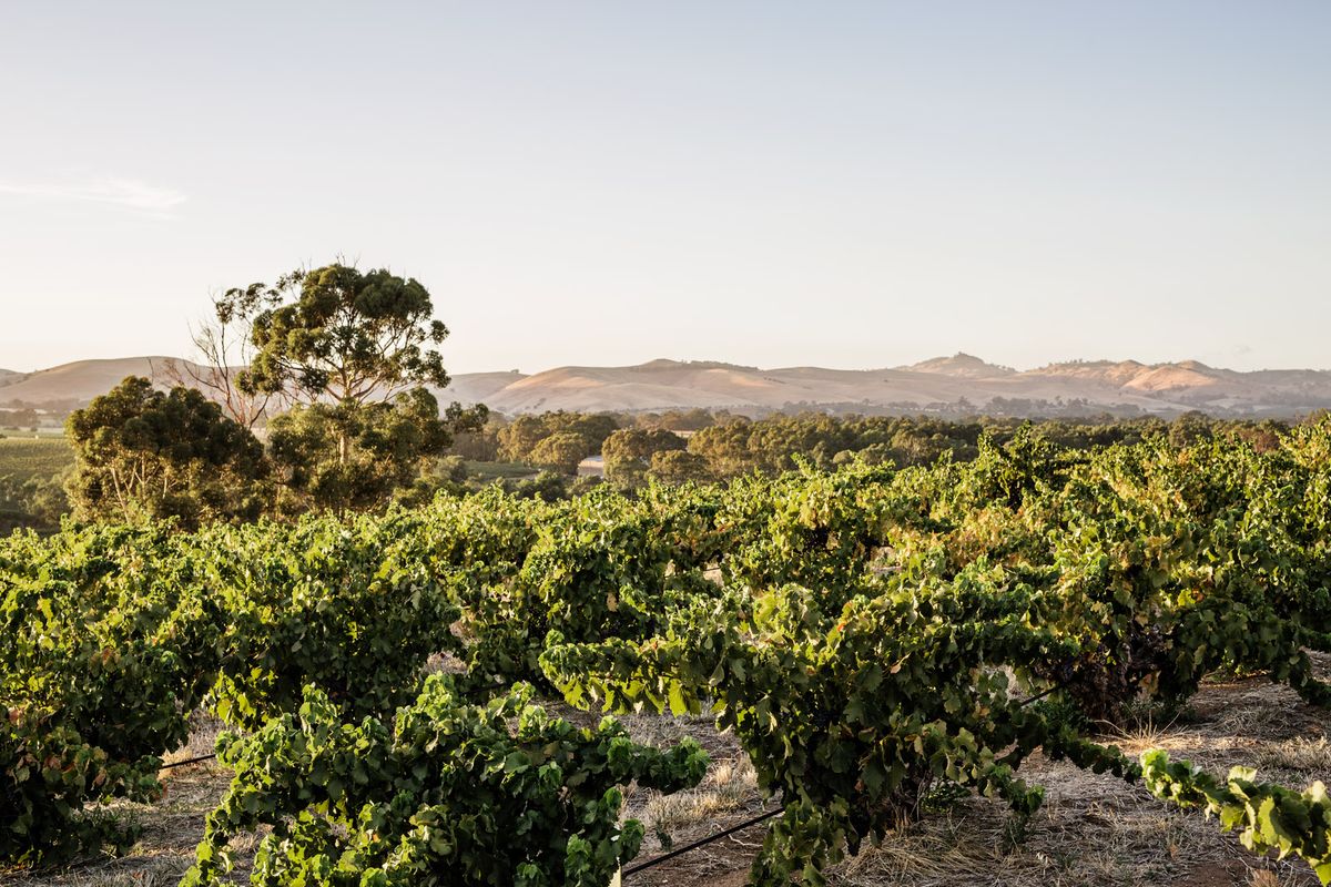 USA: s törst efter australiska viner driver exporten uppåt