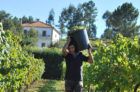 Vinho Verde'den Dokuz Gevrek Beyaz Şarap
