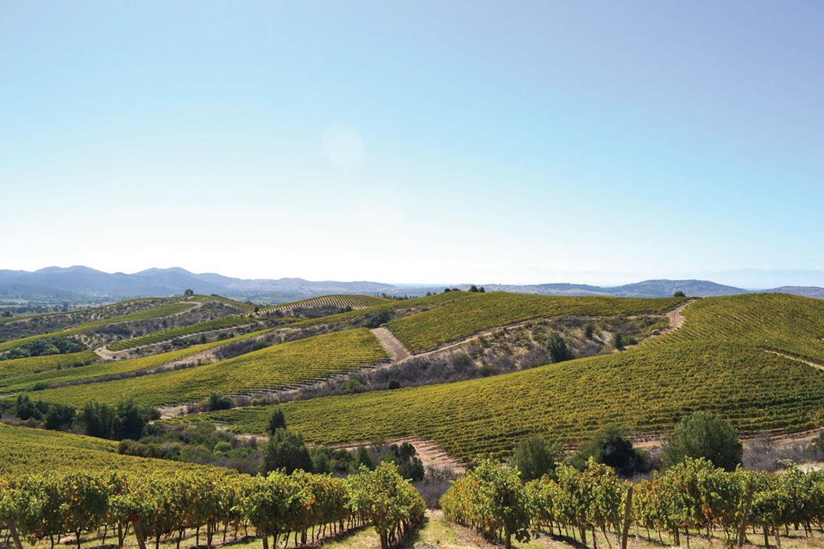 Vista del paisaje de viñedos