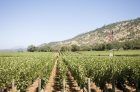 Una guia de viatgers amb butaca per al país del vi de Napa Valley