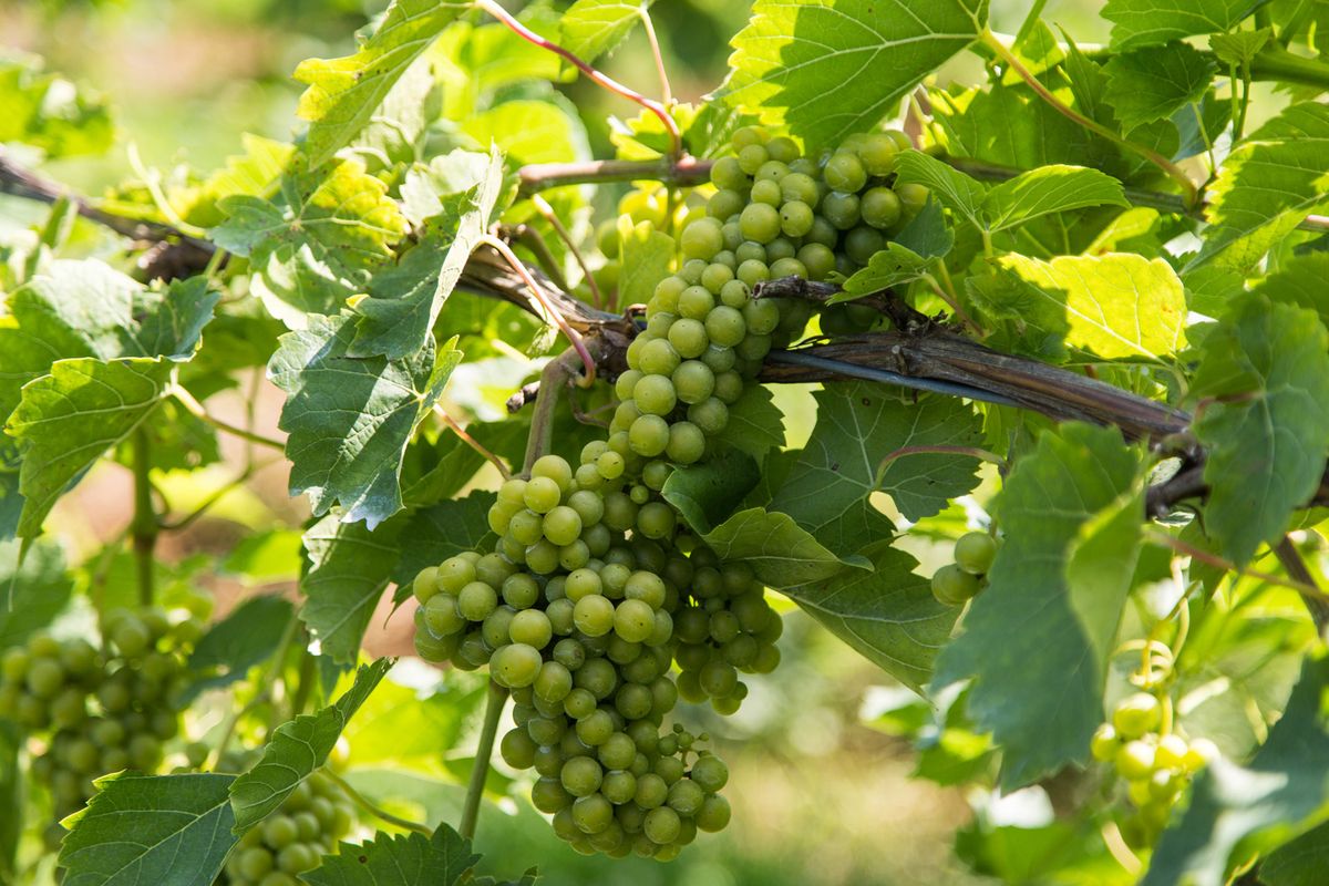 Lähes kypsät vihreät viinirypäleet, joissa on viiniköynnös ja ristikko
