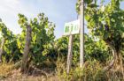 Francija izsniedz oficiālu dabīgā vīna sertifikātu. Vai tiešām kāds to vēlas?
