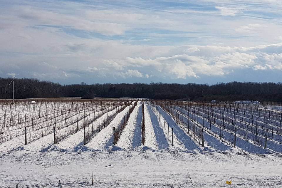 Неочекивана виталност зиме у винограду