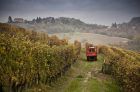 La elaboración de un vino de 100 puntos: un barolo con estructura, energía y equilibrio