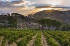 Värskendavad Itaalia valged veinid hinnaga $ 25 või vähem