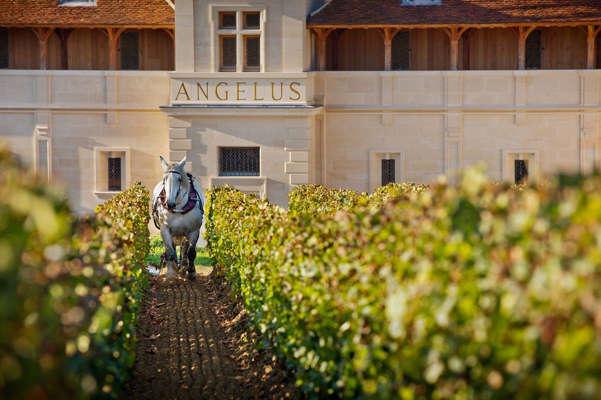 Изображение смотрит в проход в пышном винограднике, белая лошадь в дальнем конце, большое белое здание позади