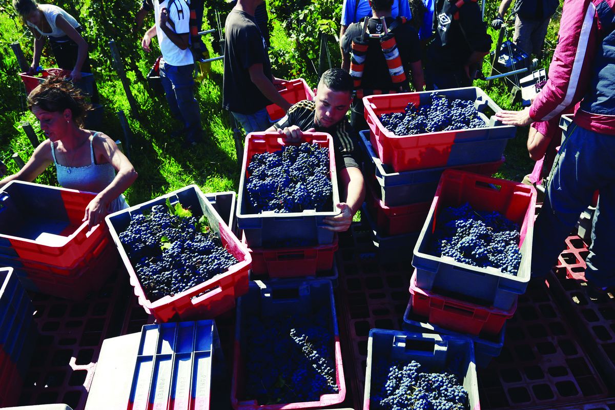 Penkios raudonos plastikinės dėžės, kurių kiekviena pilna gilių purpurinių vynuogių, žaliame lauke, darbininkai viršuje