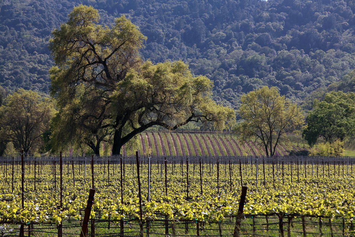 Un gran arbre enmig de vinyes sobre un terreny pla