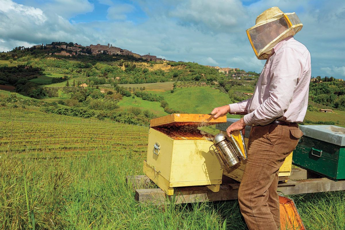 bodega apicultura italia