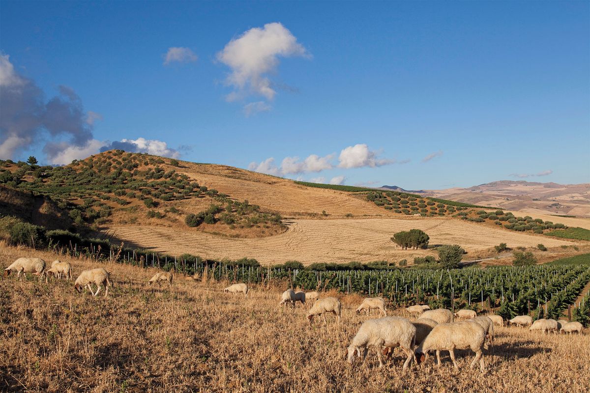 sheep grazing at Tarea de Almerita
