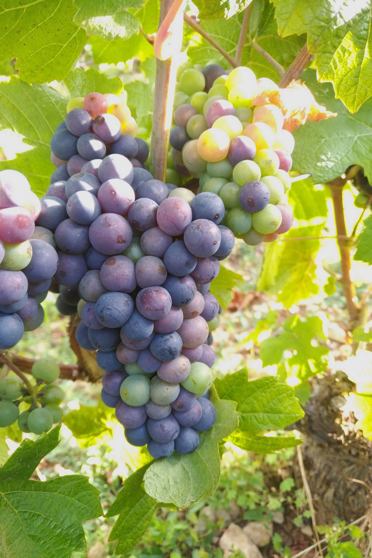 Клон 115 у пробном винограду АТВБ који показује ужу структуру грозда и пуније бобице