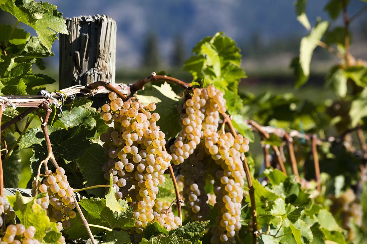 Subrendusios Vidal Blanc vynuogės ant vynmedžio